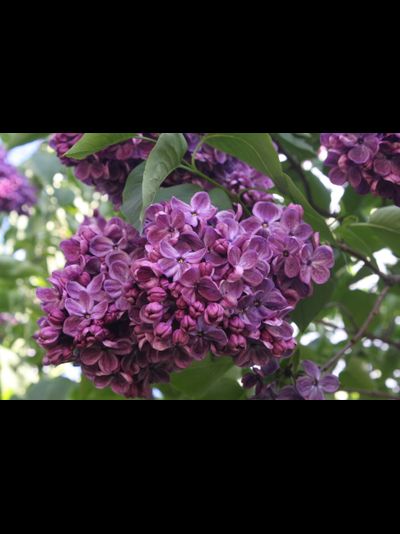 Френк Патерсон