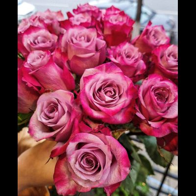 Роза Эквадор "Дип Перпл" 50 см 15 шт