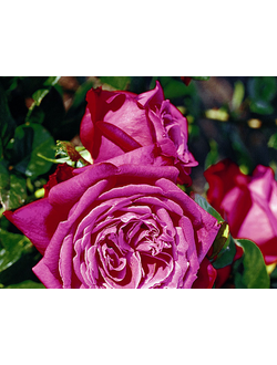 Сентер Рояль  (Senteur Royale) роза, ЗКС