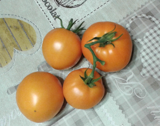 Семена томата Лунное сияние от интернет-магазина УралТомат