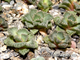 Titanopsis calcarea 35k nw Brandvlei (MG) - 5 семян