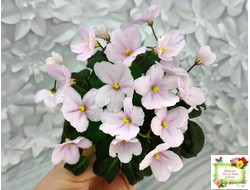 LV-Есть Время (Л. Шевелева) 2025 г. трейлер (клакамасный лонг)