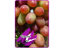 Парижанка (укоренённый черенок)