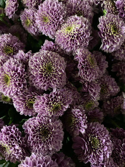 Сантини 25 шт