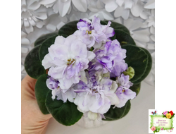 АВ-В Краю Единорогов (Фиалковод) 2020 г.