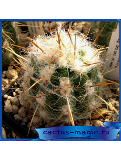 Oreocereus varicolor IDD 2077