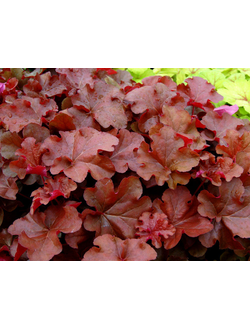 Гейхера гибридная "Черри Берри" Cherryberry