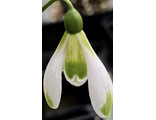 Galanthus “Modern Art”
