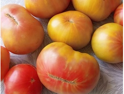 Томат Медовое авеню (Honey avenue)