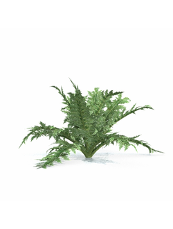 рассада Артишок посевной 1