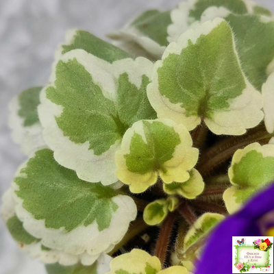 Milk’s Ten Cats (S.Fu) (05/31/2015) листовая химера