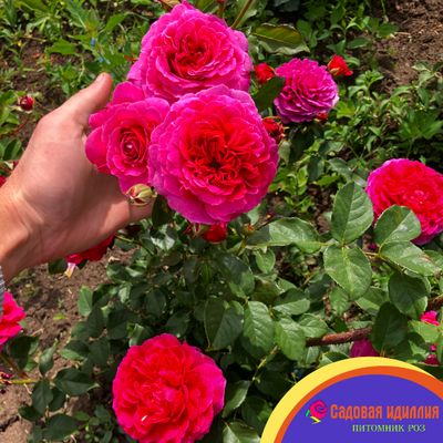 Габриэль ОАК (Gabriel OAK)