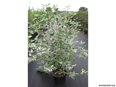 Дерен белый Сибирика Варьегата