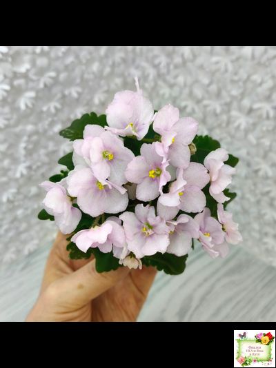 Morgan's Ivy League (C.Eros) (пестролистный гёрл)