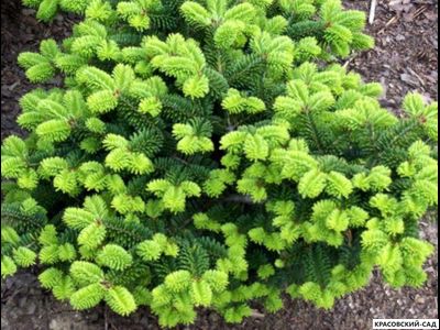 Пихта бальзамическая Киви - Abies Balsamea Kiwi