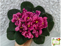 ЛФ-Дарья (Л.Федосеева) 2017 г.