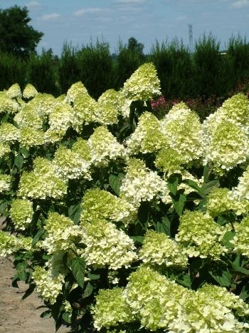 Гортензия метельчатая Лаймлайт (Limelight),  0,5 л