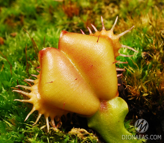 Dionaea muscipula Angel Wings