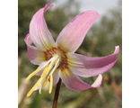 Erythronium revolutum Kinfauns Sunrise