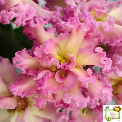 РМ-Богиня Солнца (Н. Скорнякова) 2019 г.