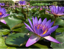 Нимфея Тина