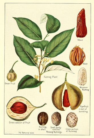 Мускатный орех (Myristica fragrans), плоды (5 мл) - 100% натуральное эфирное масло