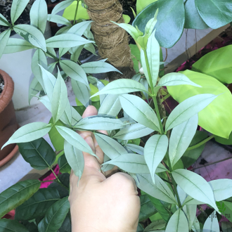 Алламанда карликовая (Allamanda sp.‘Silver leaf’ (yellow flower)