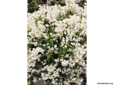 Дейция гибридная Юки Сноуфлейк фото в саду красовский-сад.рф