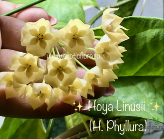 Hoya Linusii / Hoya Phyllura