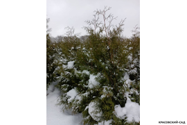 Фото туи Брабант 220 см в снегу