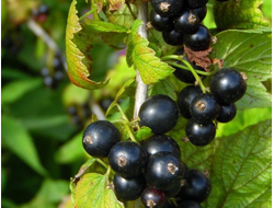 Романтика (смородина черная)