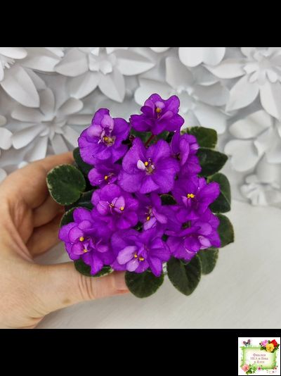 Ness' Tiny Flame (D.Ness)