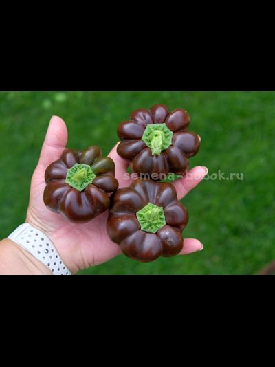 Перец сладкий Паприка Чоколейт, 10 шт