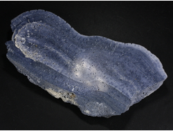 Коралл голубой Акори, Австралия (110*57*12 мм, 107 г) №37718