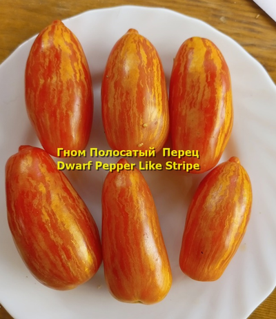 Томат Гном Полосатый перец  (Dwarf Pepper Like Stripe)