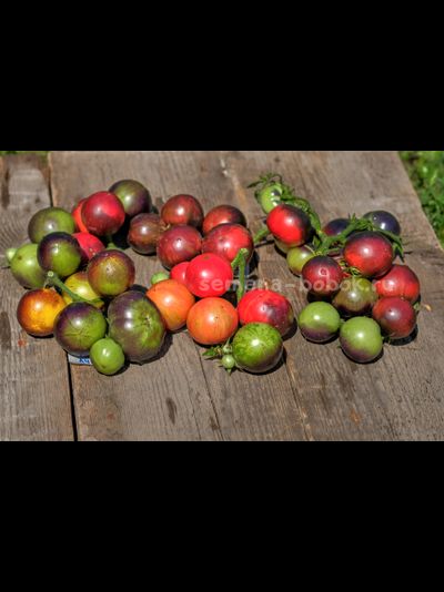 Томат Dwarf Gondwana Thunder (Гном Гондвана Гром), 10 шт