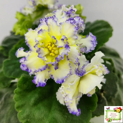 ЛЕ-Золото Нибелунгов (Е. Лебецкая) 2017 г.