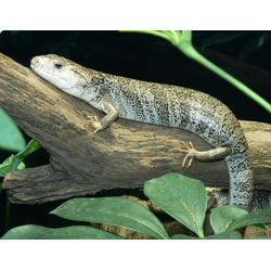 Розовоязыкий сцинк (Hemisphaeriodon gerrardii)