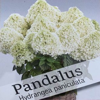 Гортензия метельчатая Пандалус (Pandalus), 1 л., ЗКС