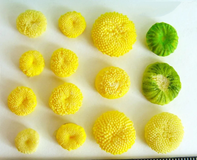 Набор молдов "Большие серединки+ Мини серединки"