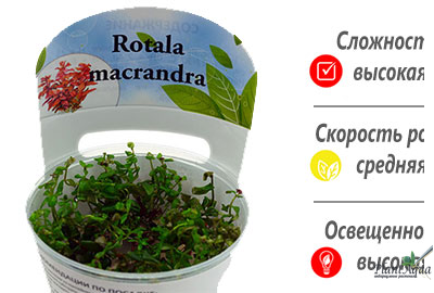 Ротала макрандра