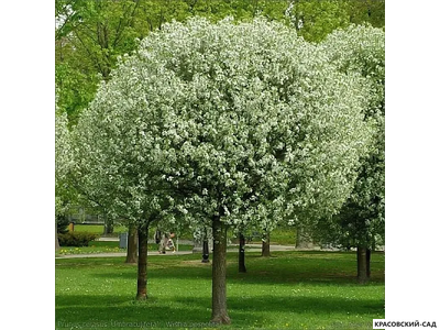 Вишня Убракулифера - Umbraculifera