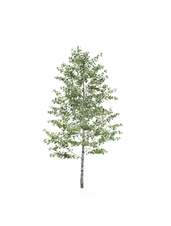 лиственные Береза 010