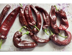 Перец сладкий Палермо шоколадный (Palermo Сhocolony, Италия)