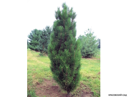 Сосна Грин Рокет - Green Rocket