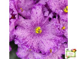 АВ-Самый Сок (Фиалковод) 2022 г.