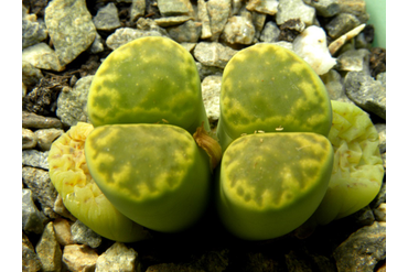 Lithops bromfieldii v.insularis ‘Sulphurea’ C362 
 