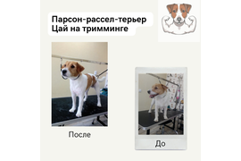 Парсон-рассел-терьер ЦАЙ