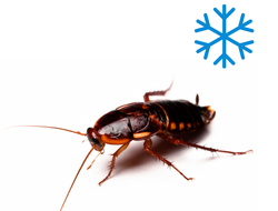 Тараканы замороженные