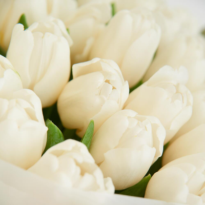 25 БЕЛОСНЕЖНЫХ ТЮЛЬПАНОВ